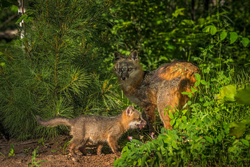 Grey Fox Vixen (Urocyon cinereoargenteus) in Shade with Kit