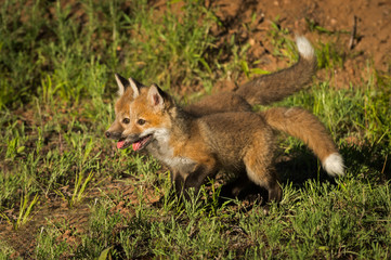 Red Fox Kits (Vulpes vulpes) Stand Together