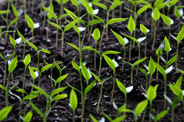 Stairs of sweet pepper seedlings with two true leaves no