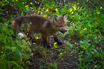 Red Fox Kit (Vulpes vulpes) in Shade