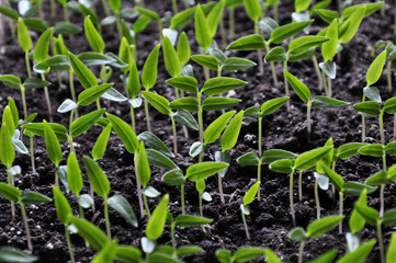 Stairs of sweet pepper seedlings with two true leaves no
