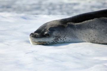 Leopard seal resting on ice floe, Antarctic peninsula
