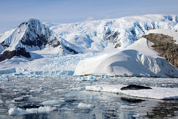 Fototapeta na wymiar Leopard seal resting on ice floe, Antarctic peninsula