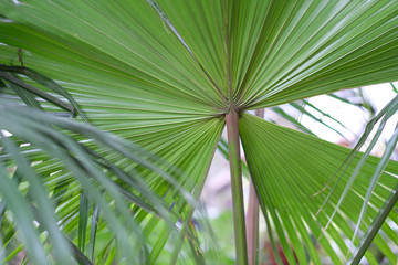 Obraz na płótnie Canvas Palm leaf in the winter garden of tropical plants.