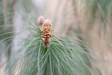 Flowering of an exotic plant with needle leaves in a greenhouse