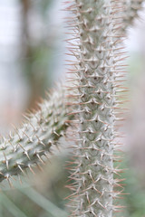 Stems of cactus with multiple needles in the greenhouse of tropical plants.
