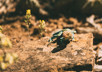 Desert Lizard