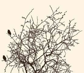 branches of a deciduous tree in spring