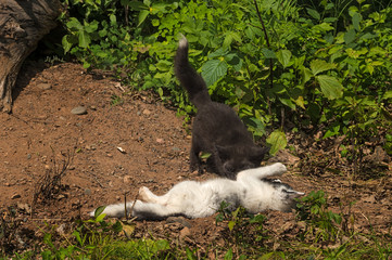 Marble Fox (Vulpes vulpes) Rolled by Silver Fox