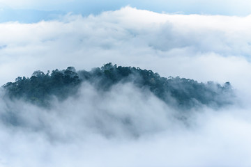 Fog is cover over the jungle in national park in Thailand.