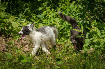 Marble and Silver Fox (Vulpes vulpes) Chase