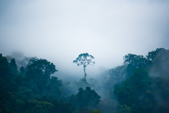 Fototapeta Tree growing in jungle on foggy day