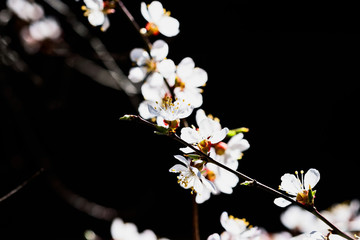 Japanese apricot flowers on black