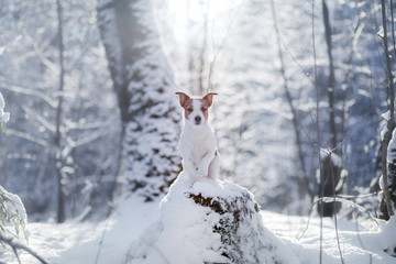 dog portrait of a Jack Russell terrier on nature in winter snow