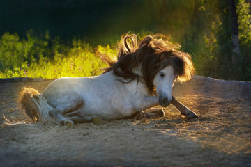 Fototapeta na wymiar White pony stallion rolling and rest in sand at sunset light