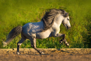 White beautiful pony with long mane run gallop 