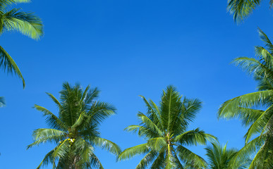 Obraz na płótnie Canvas The tops of palm trees
