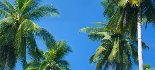 Fototapeta premium palm trees