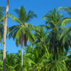 Naklejka premium tops of palm