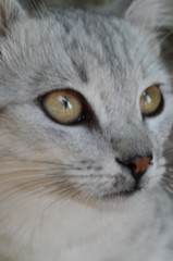 Gray cat with beautiful eyes