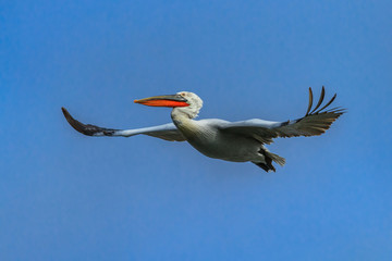 Dalmatian Pelican (Pelecanus crispus)