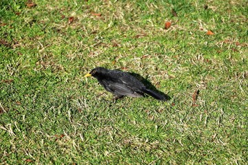 Blackbird male in spring on a green meadow