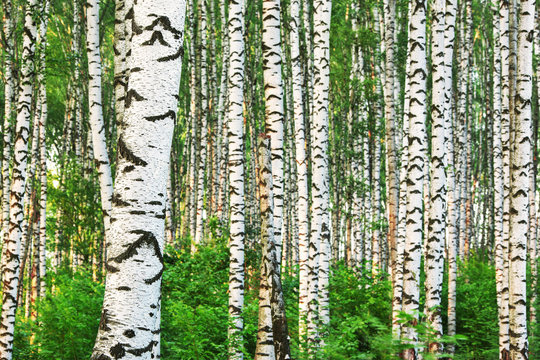 Fototapeta summer in sunny birch forest