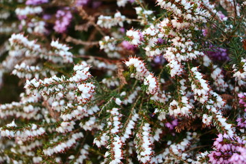 White and Purple Heather in spring 