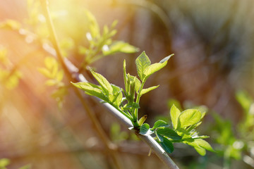 Young spring foliage in a forest bathed in sunlight