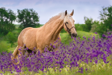 Palomino horse in violet flowers meadow - obrazy, fototapety, plakaty