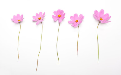 Five pink flowers isolated on a white background