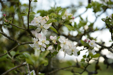spring concept/apple tree in bloom