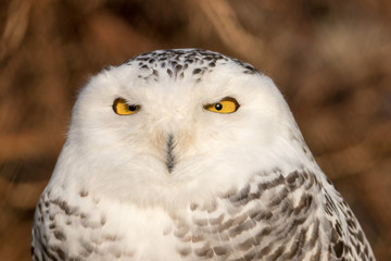 Fototapeta na wymiar Snowy Owl Portrait
