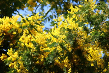 Yellow mimosas blossoming in spring, Italy