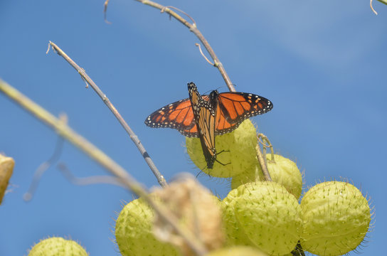 monarchs mating