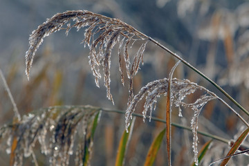 the branches covered with frost