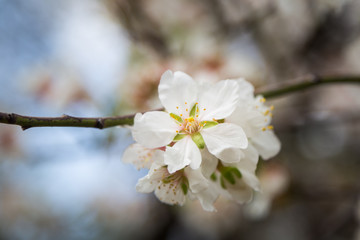 Flowering fruit trees in Turkey