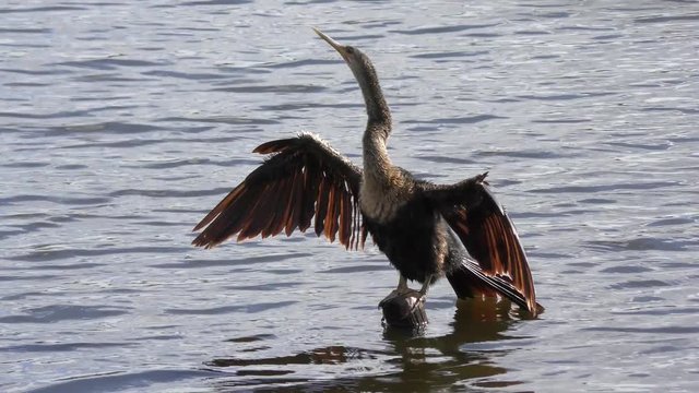 anhinga basking on a log