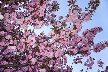 rosa Kirschbaum Blüten 