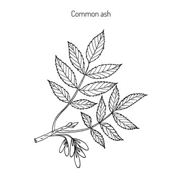Common Ash Tree Branch 