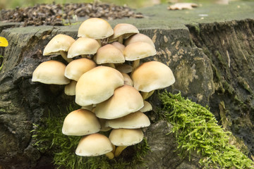Grzyby © KrólestwoNauki