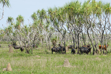 Swamp buffalo, Bubalus bubalis, rest under trees in the Northern Territory, Australia