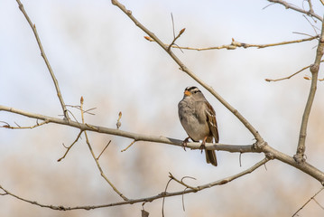 White-crowned sparrow on branch at Rio Grande Nature Center, Albuquerque, New Mexico