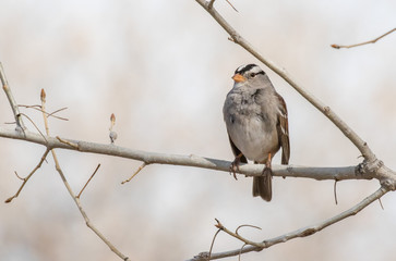 White-crowned sparrow on branch at Rio Grande Nature Center, Albuquerque, New Mexico