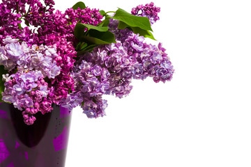 Lilac bouquet isolated