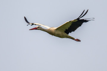 Flying white Stork on cloudy background