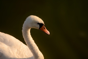 White swan close-up on a dark background