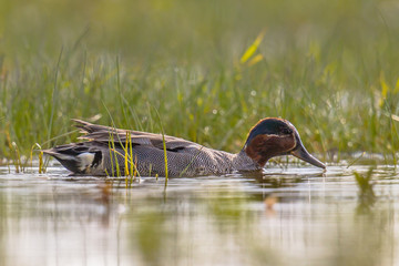 Male Common Teal swimming in marsh