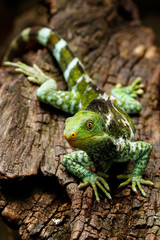 Fijian crested iguana (Brachylophus vitiensis) on Viti Levu Island, Fiji