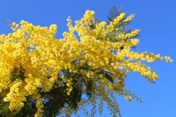 mimosa
